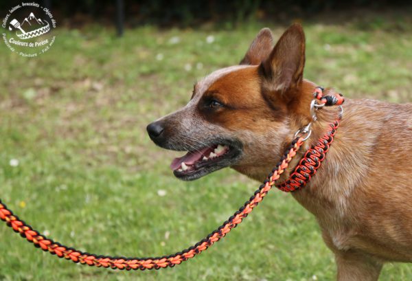 collier et laisse en paracorde pour chien
