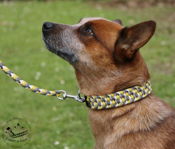 Collier en paracorde pour chien