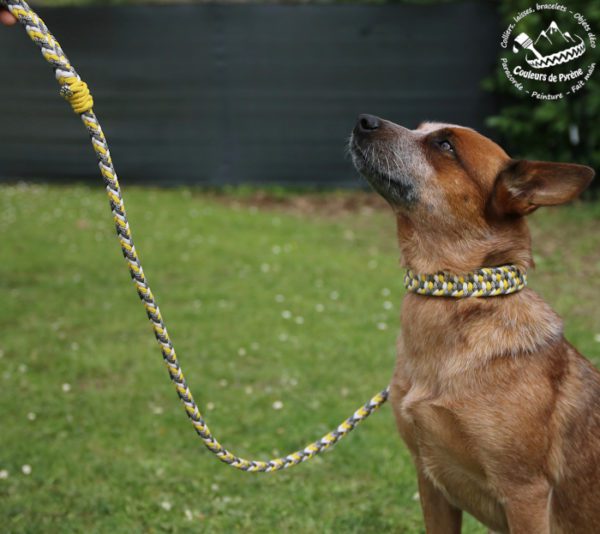 collier et laisse pour chien en paracorde