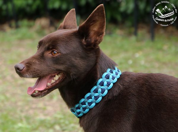 collier en paracorde pour chien