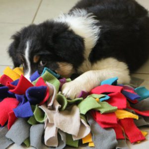 tapis de fouille pour chien