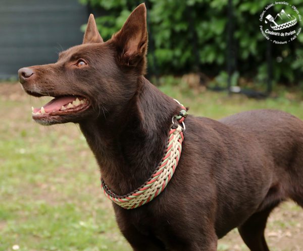 collier en paracorde pour chien