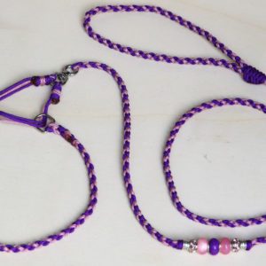 collier et laisse d'exposition